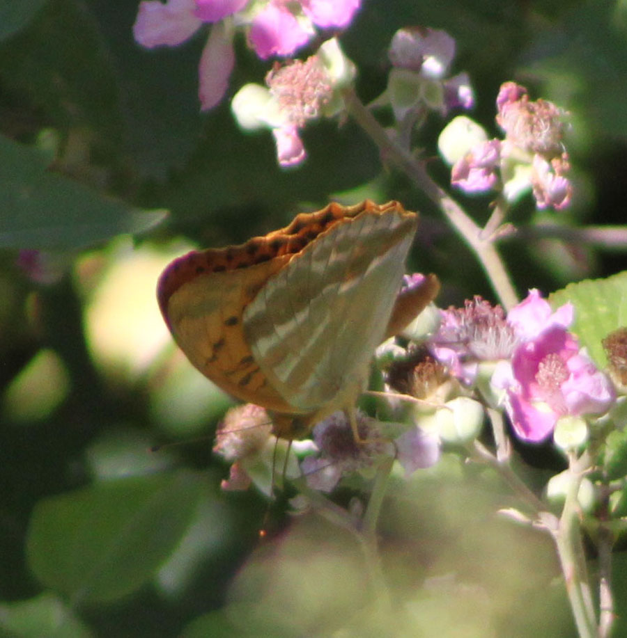 Argynnis paphia ?